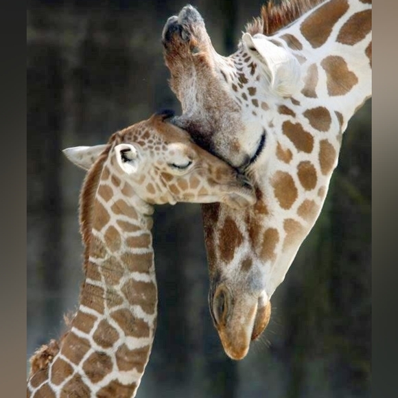 Away for family medical.. - Picture 4 of 15